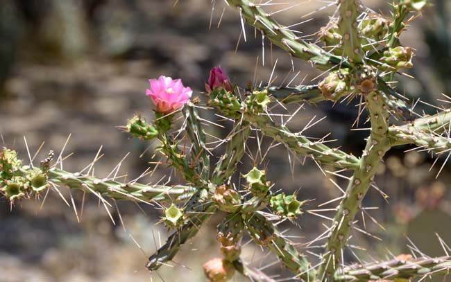 Klein's Pencil Cactus is native to New Mexico and Texas. It is a scraggly almost trunkless open crowned cactus with branch segments (4 to 12 inches long) sprawling and older stems becoming woody. Cylindropuntia kleiniae 
